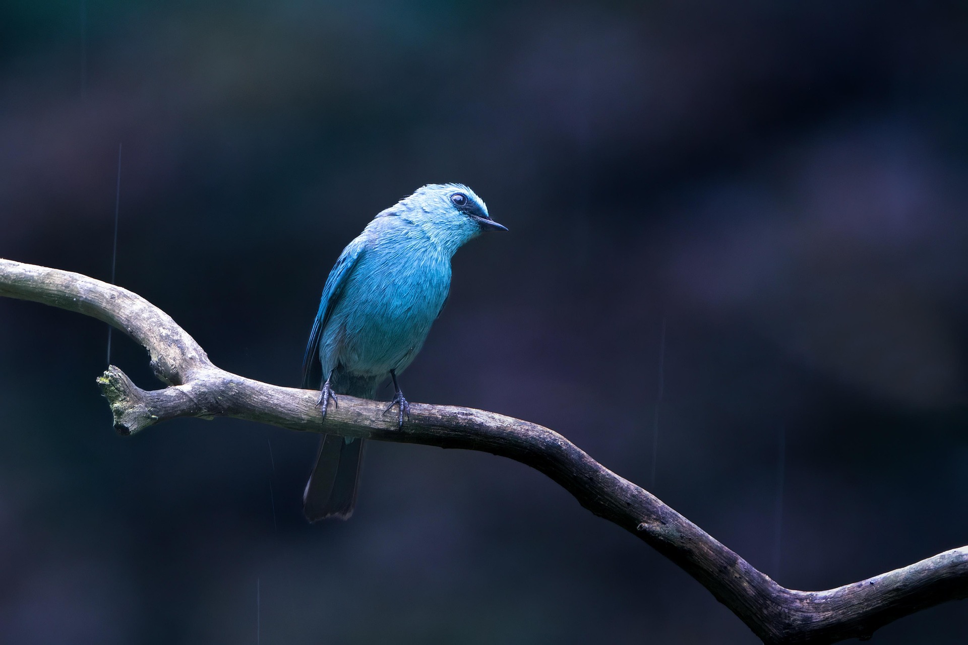 Wildlife photography winner