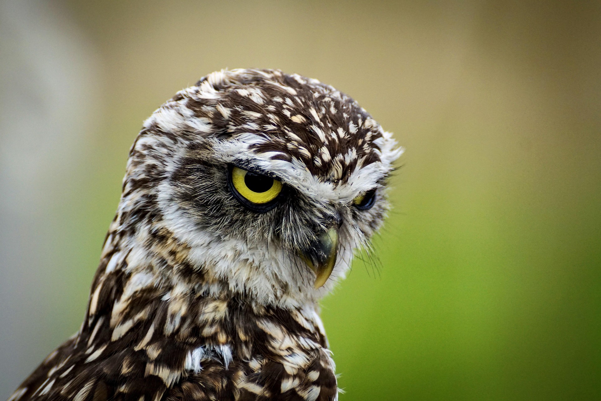 Wildlife photography submission one