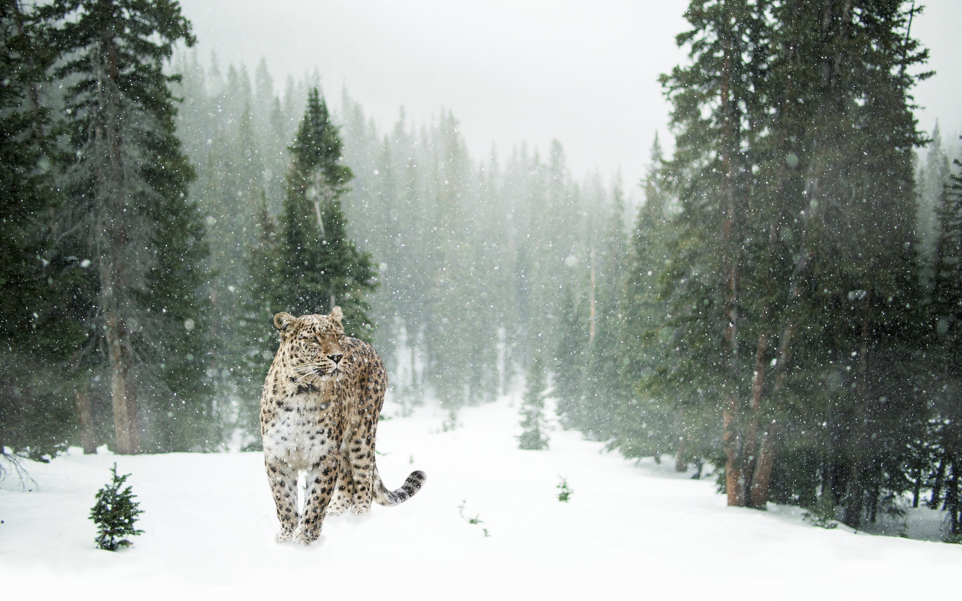 Wildlife photography submission two