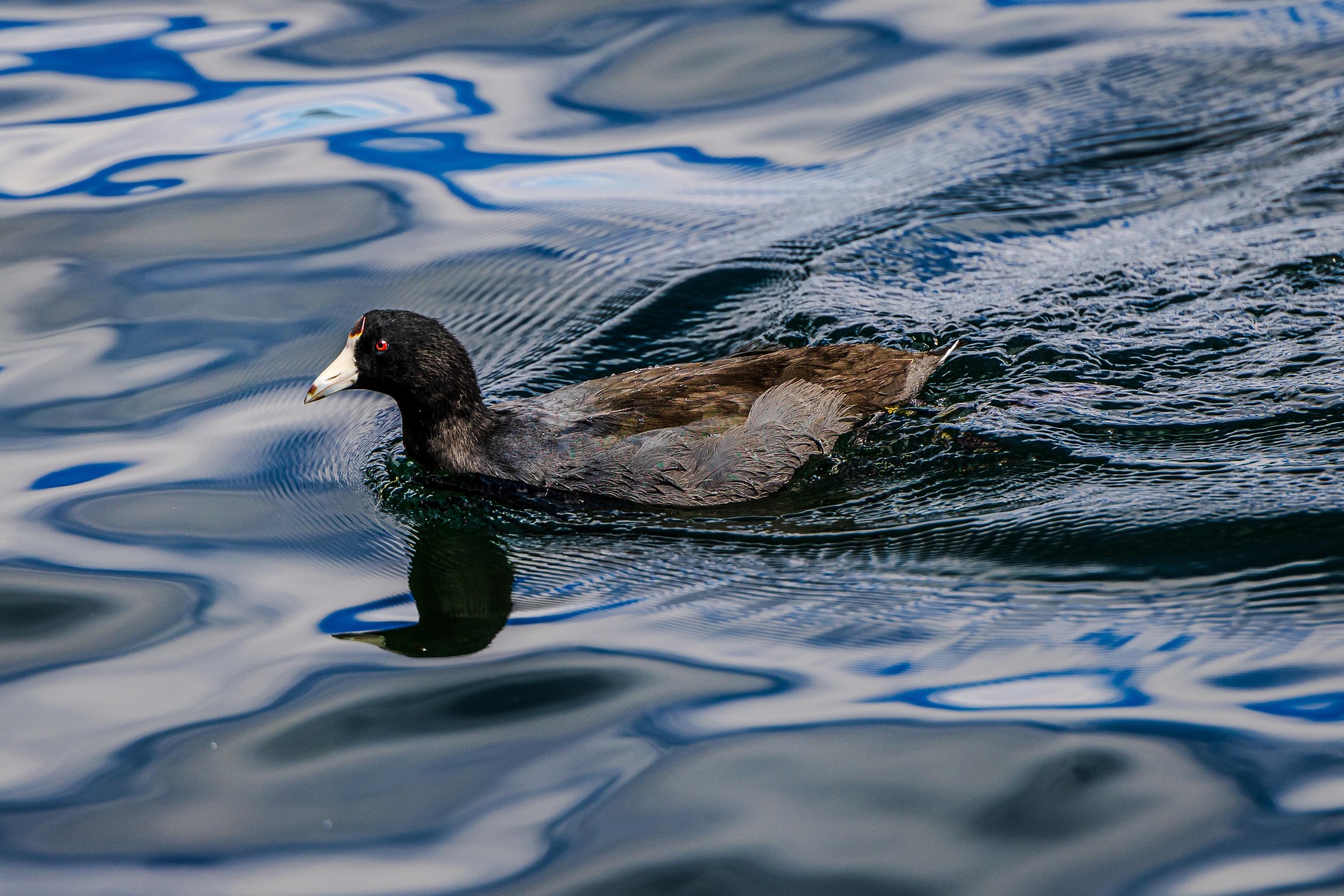 Wildlife photography submission three